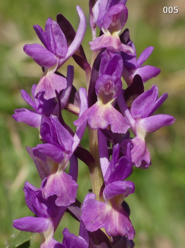 Dactylorhiza romana in una splendida variabilit - provincia di Caserta marzo 2019